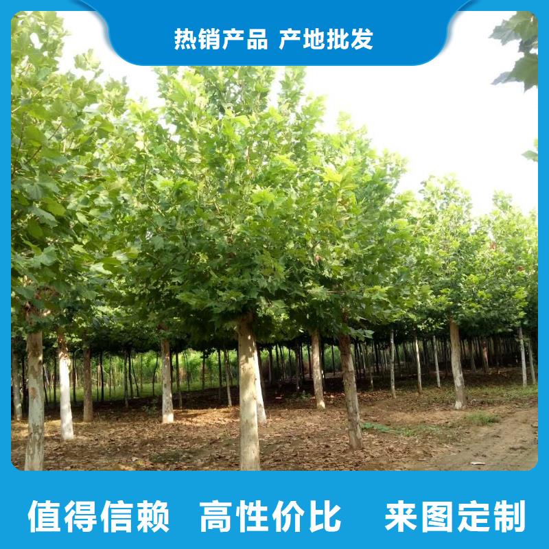 定制法桐_优质厂家