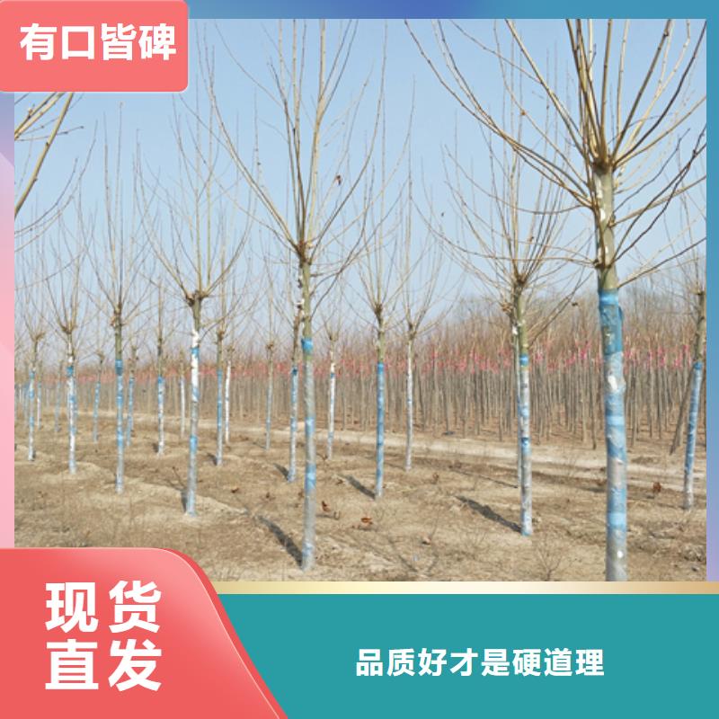 法桐直销品牌:法桐生产厂家本地厂家