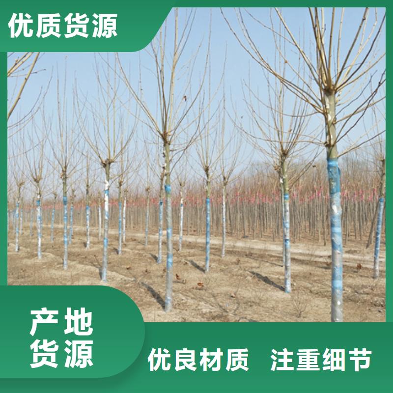 法桐就近仓库发车