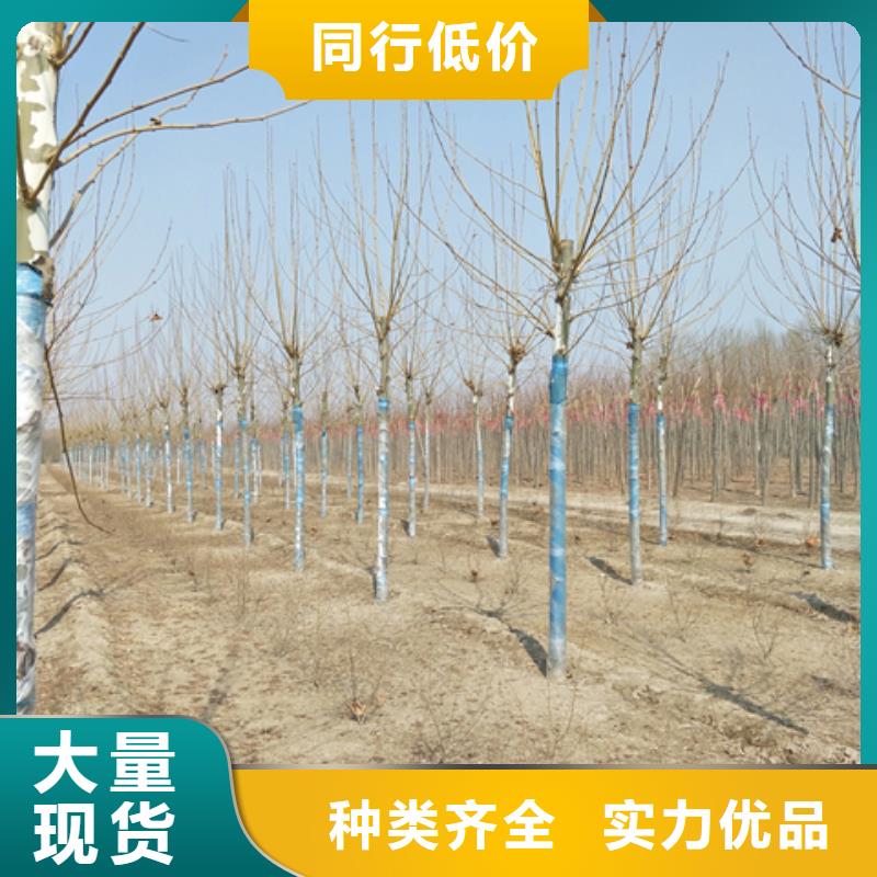 质量优的法桐实体厂家