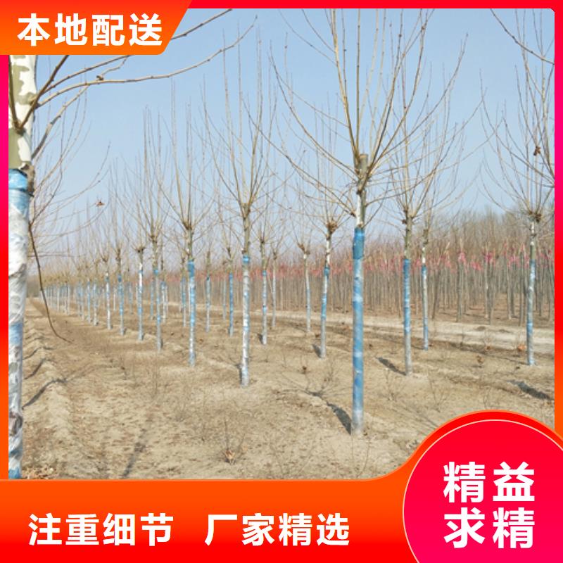 法桐守信用生产厂家品牌大厂家