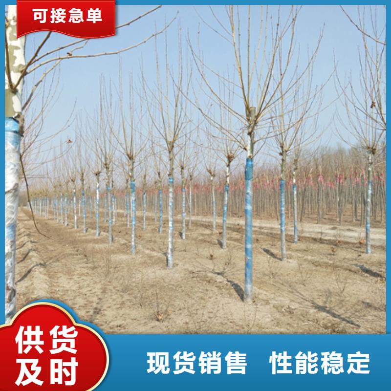 法桐厂家现货直销