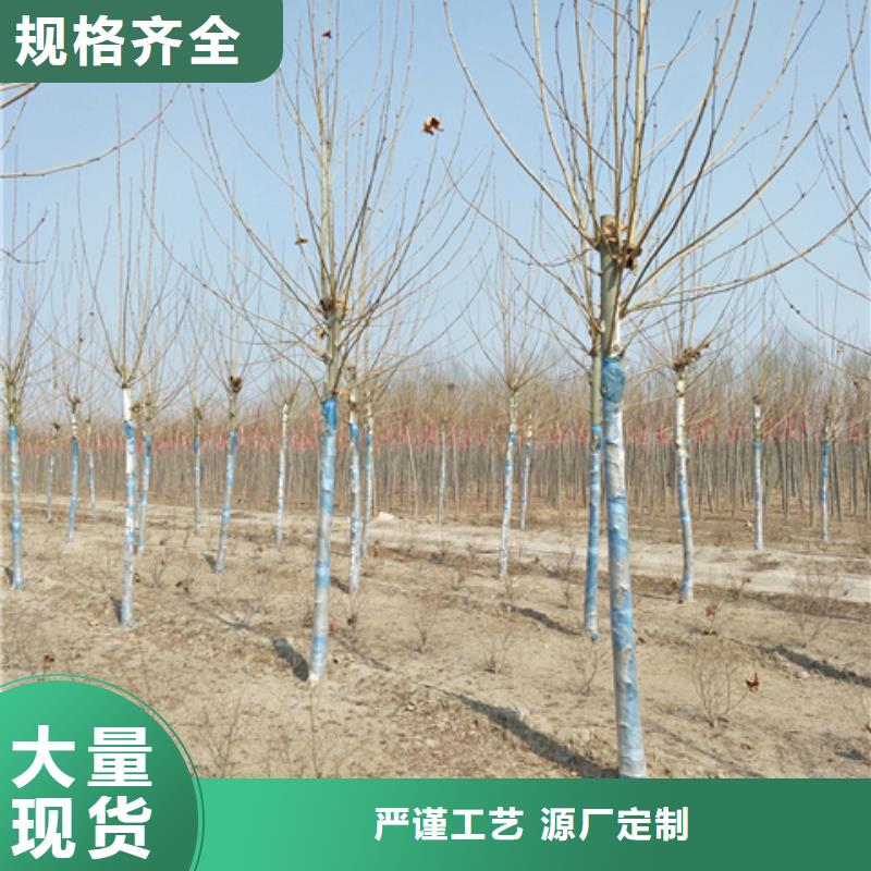 质量可靠的法桐厂商