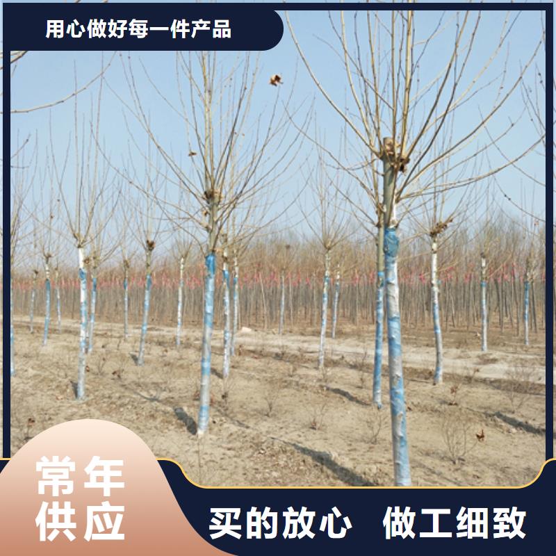 法桐-全国接单实拍展现