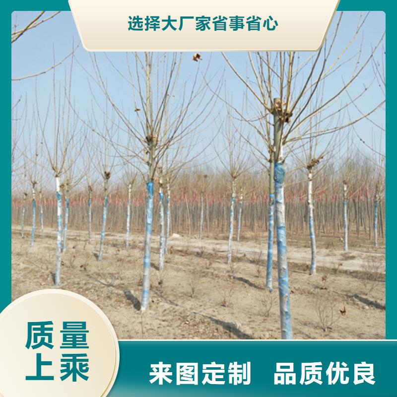 法桐厂家价格公道48小时发货