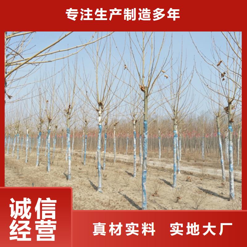 买法桐必看-价格低