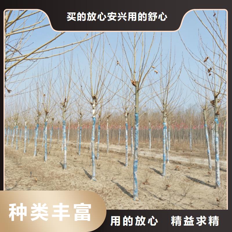 #法桐#-可定制