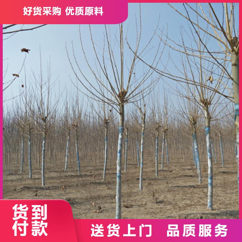 法桐期待与您合作