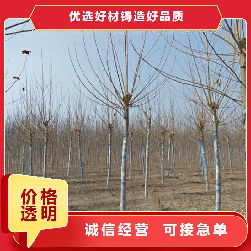 优质的法桐厂家专业品质