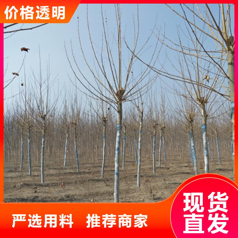 法桐、法桐厂家—薄利多销