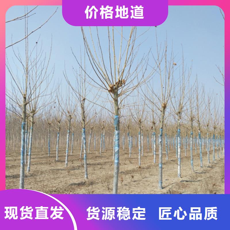 价格低的法桐厂家