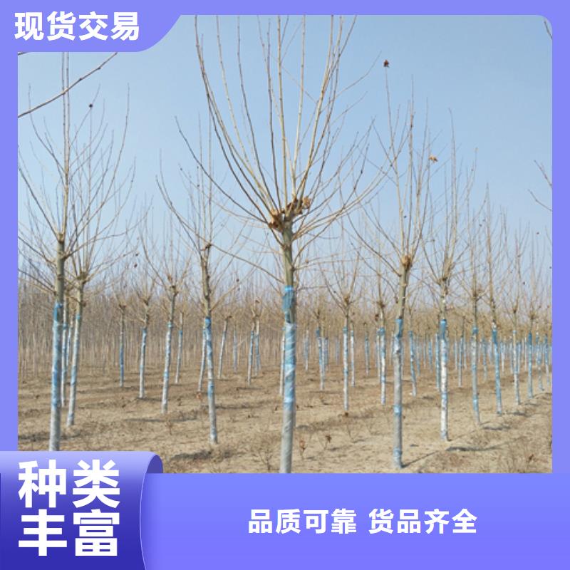 法桐供货速度快质检严格放心品质