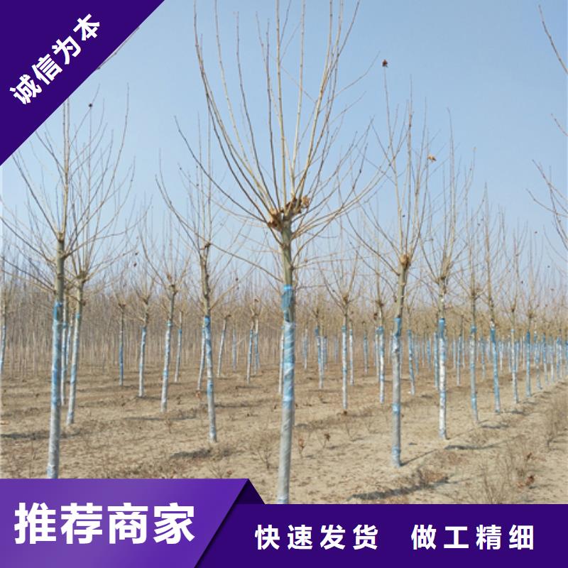 法桐图文介绍本地生产商