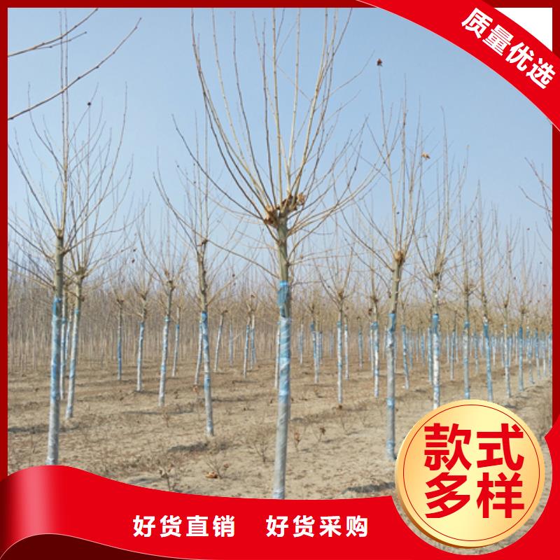 法桐、法桐生产厂家-认准博野鑫荣苗圃场支持定制贴心售后