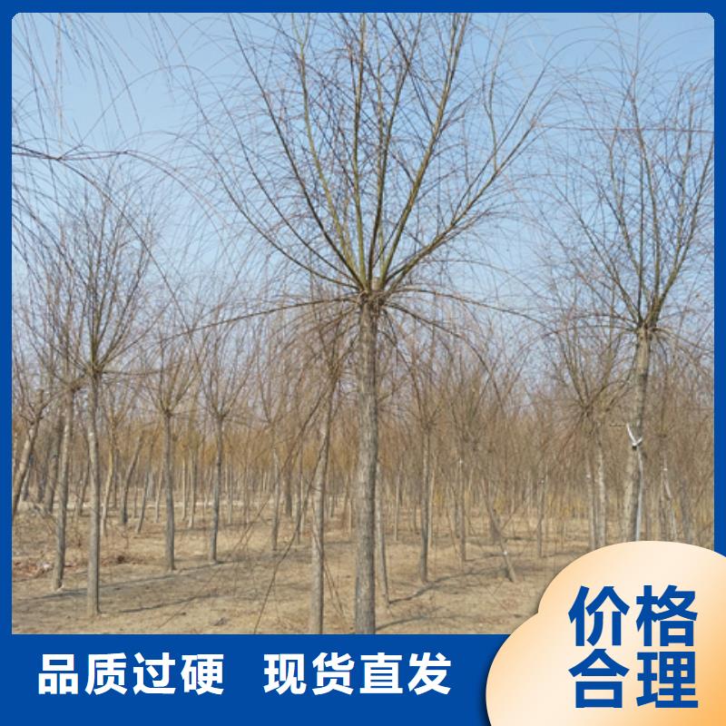 本地法桐厂家