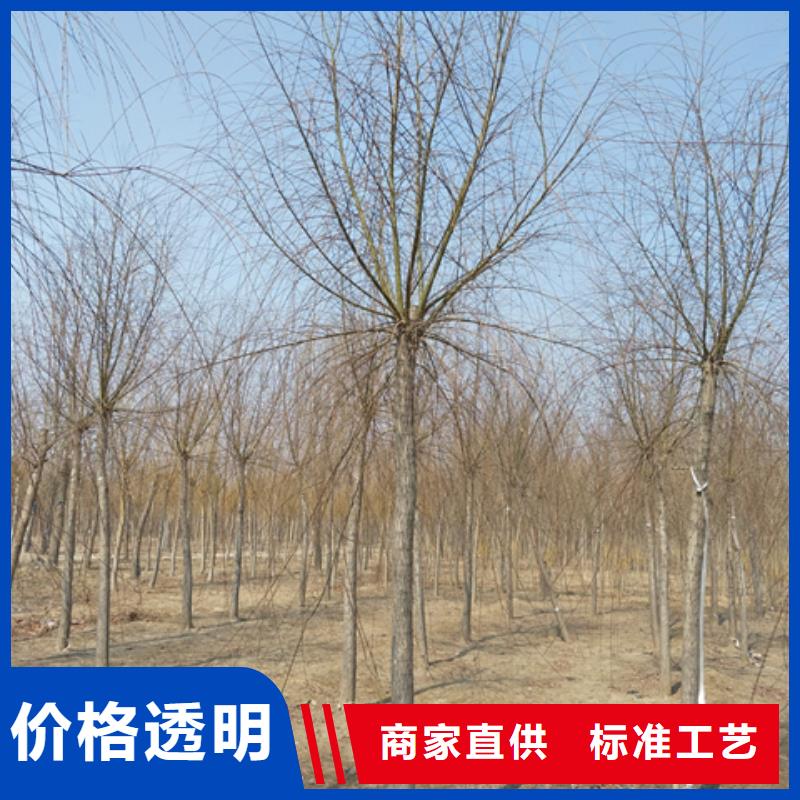 定做法桐的批发商