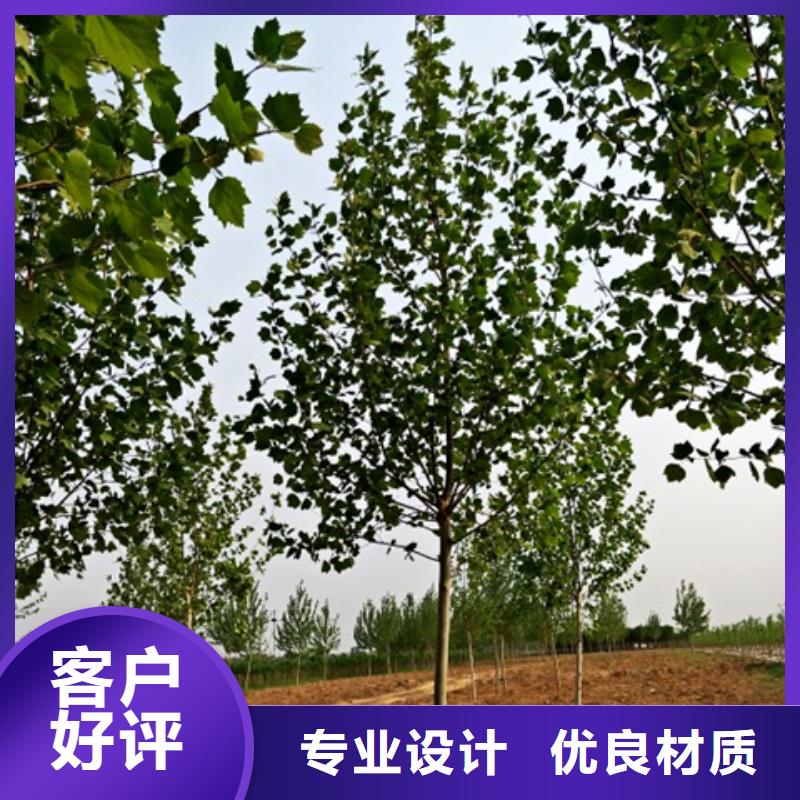 法桐、法桐厂家直销-认准博野鑫荣苗圃场实力才是硬道理