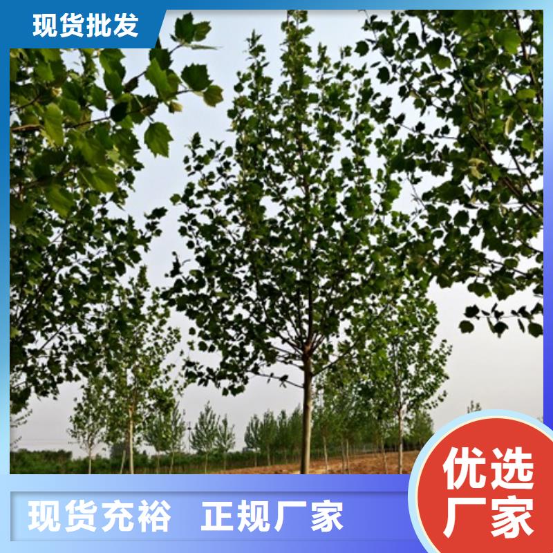 采购法桐必看-售后保证