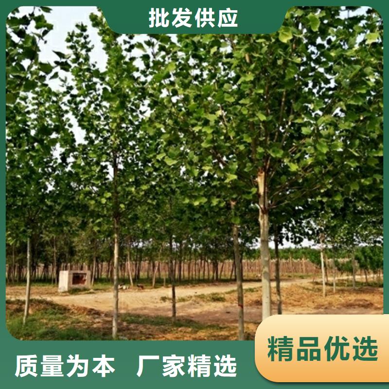 价格低的法桐厂家