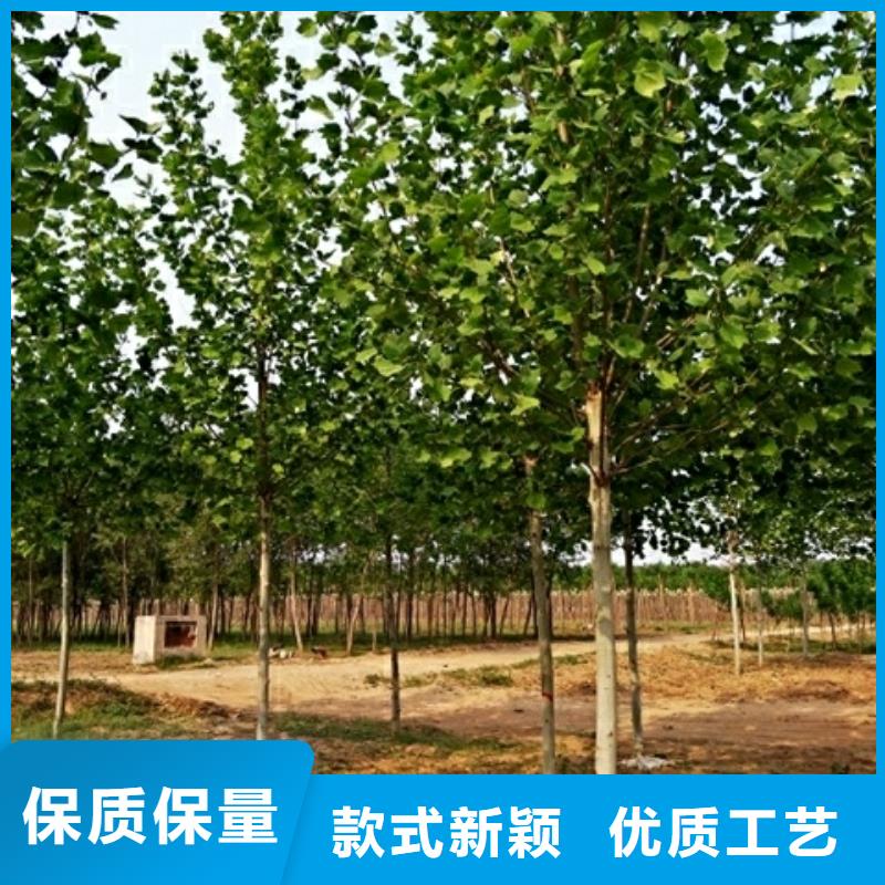 法桐质保时间长厂家直销放心