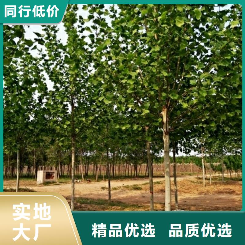 法桐种类