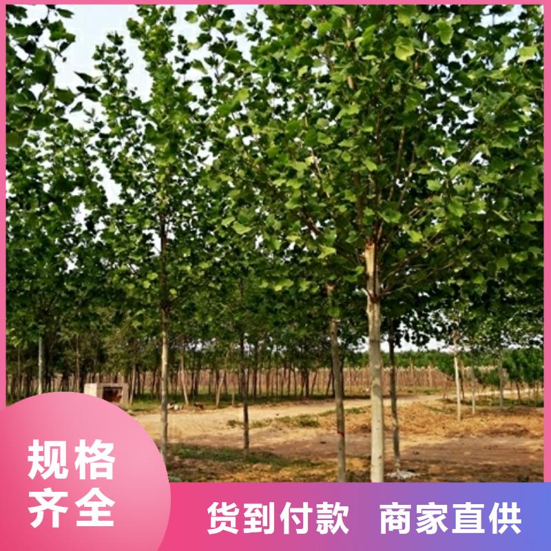 法桐、法桐厂家当地供应商