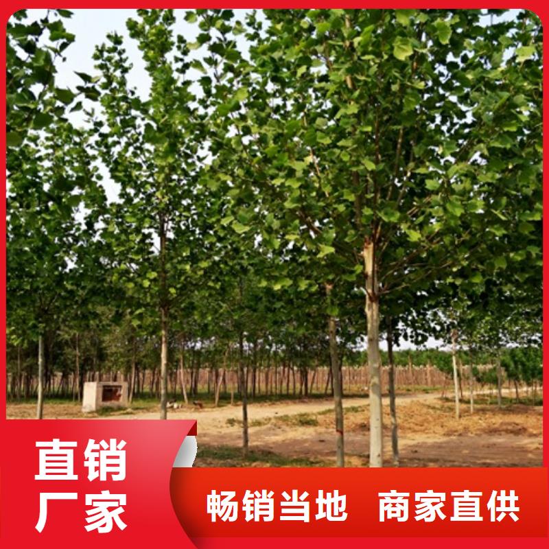 常年供应法桐-好评本地服务商