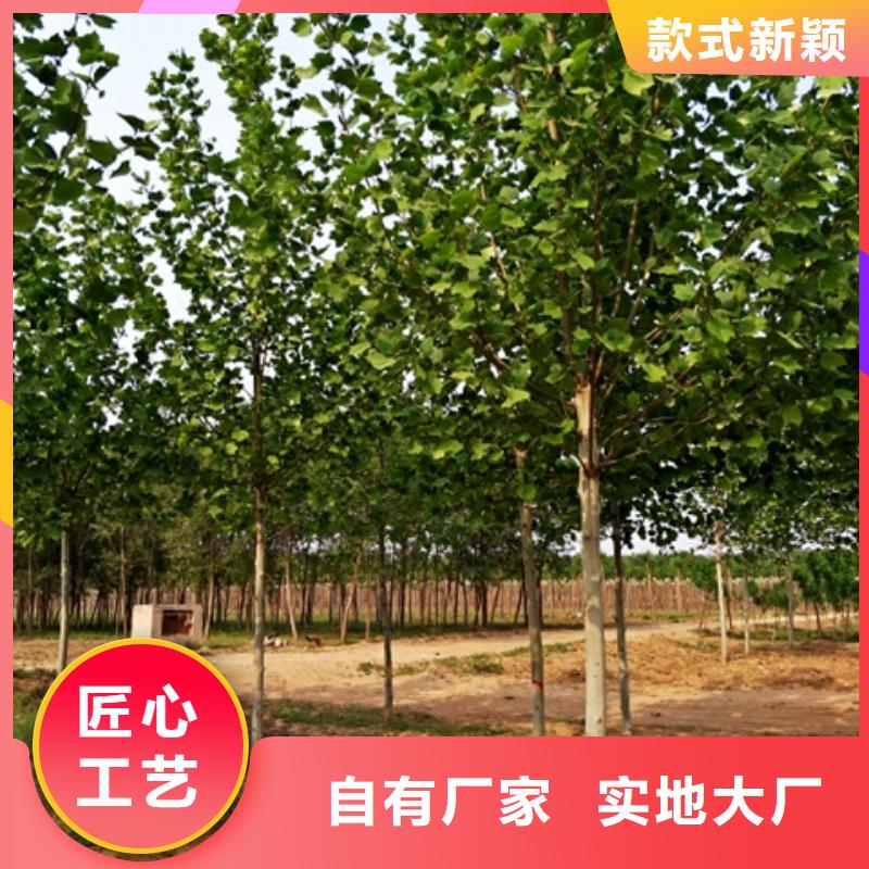 法桐产品规格介绍从厂家买售后有保障