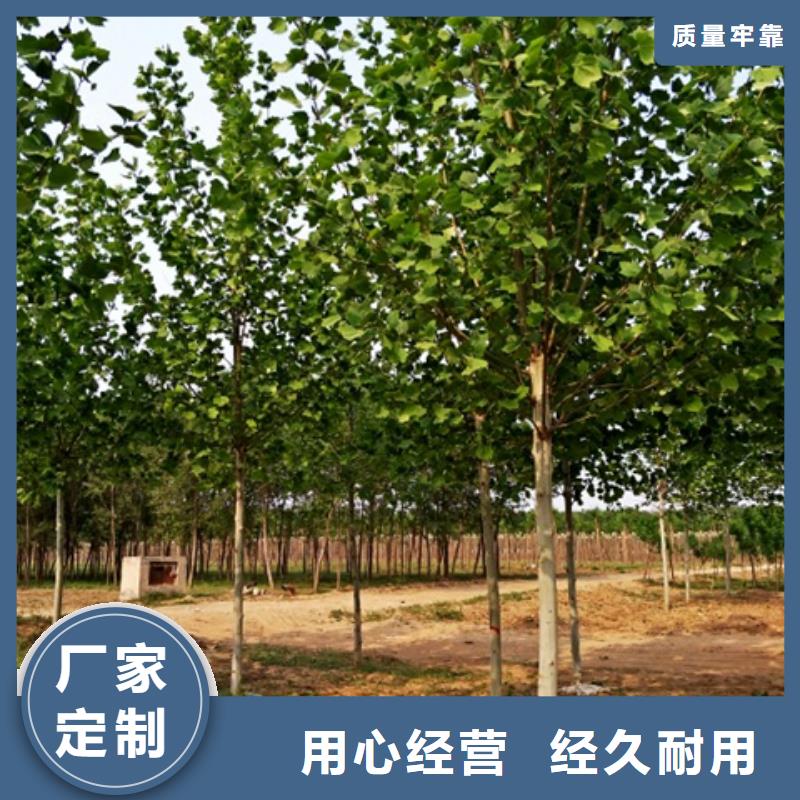 法桐全国送货