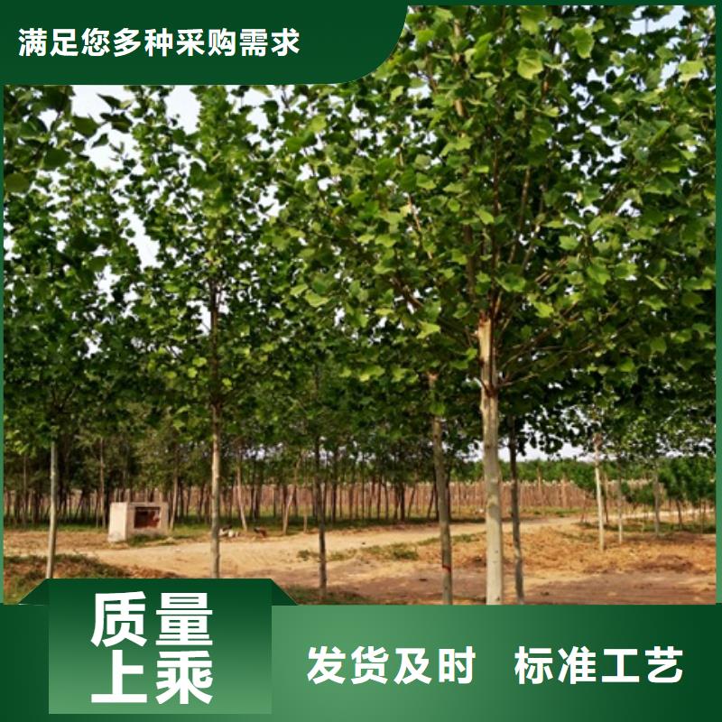 法桐厂家-精选货源