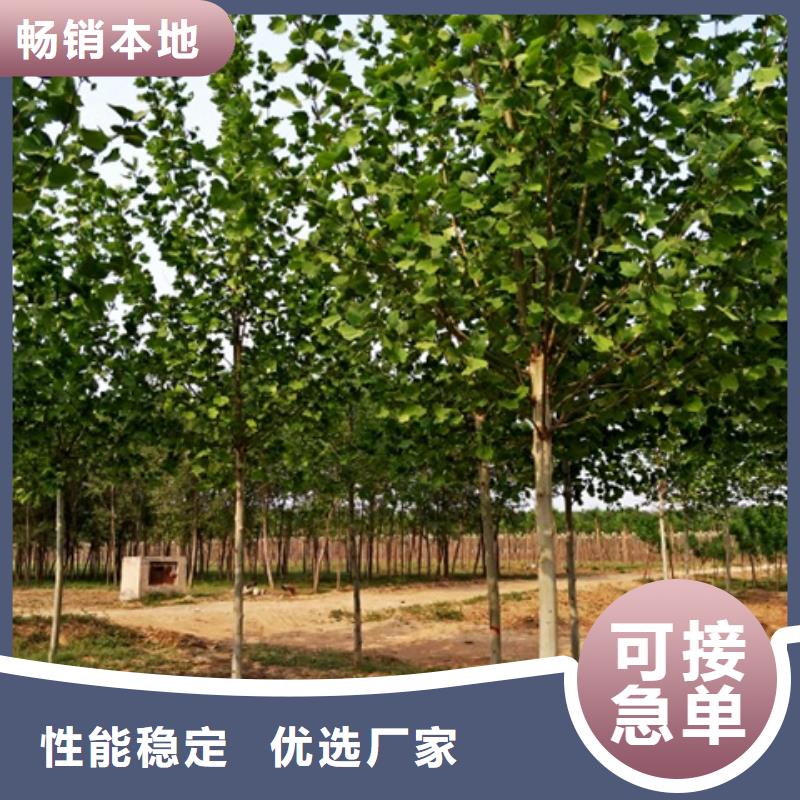 法桐-欢迎来厂考察现货直供