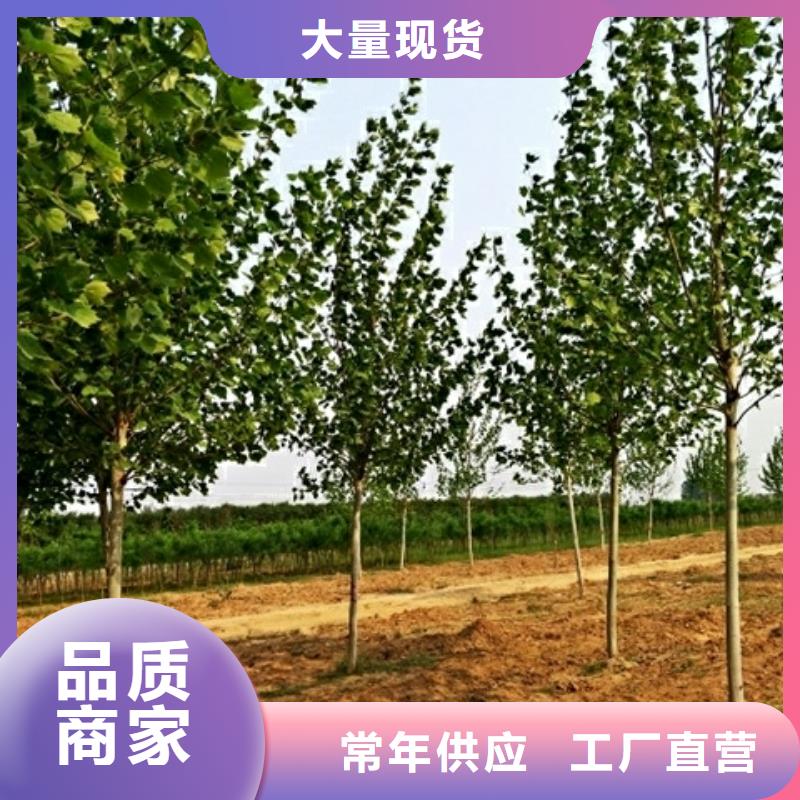 法桐省心省钱