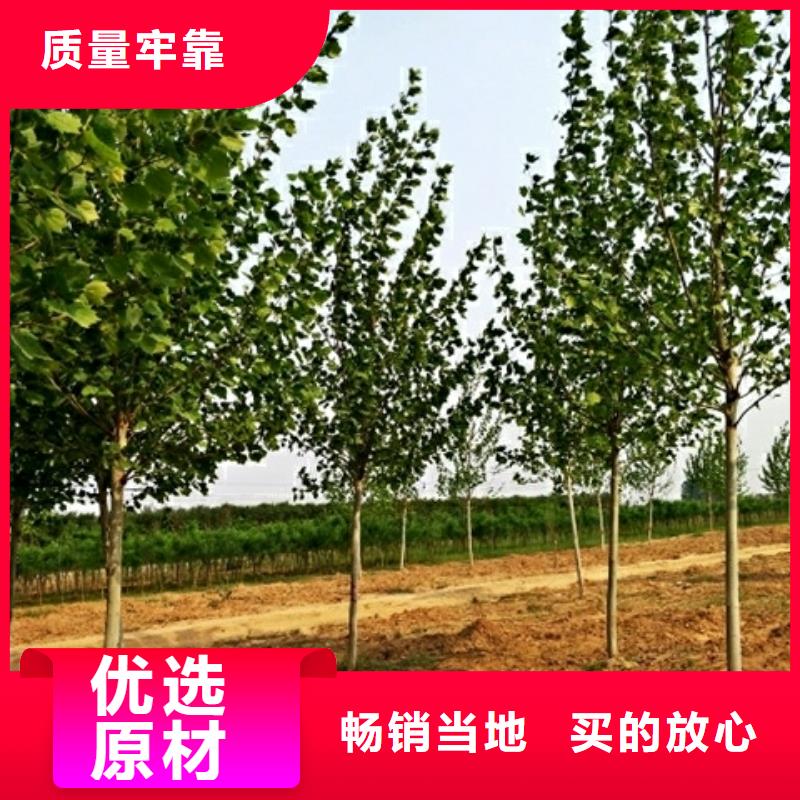 法桐、法桐生产厂家-价格实惠库存量大
