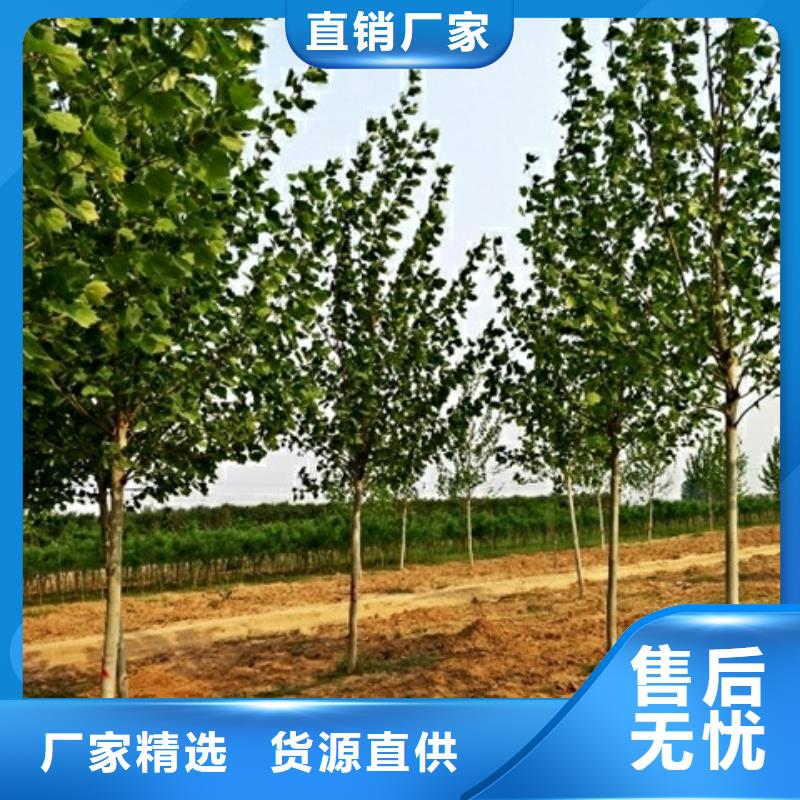 法桐供应库存量大