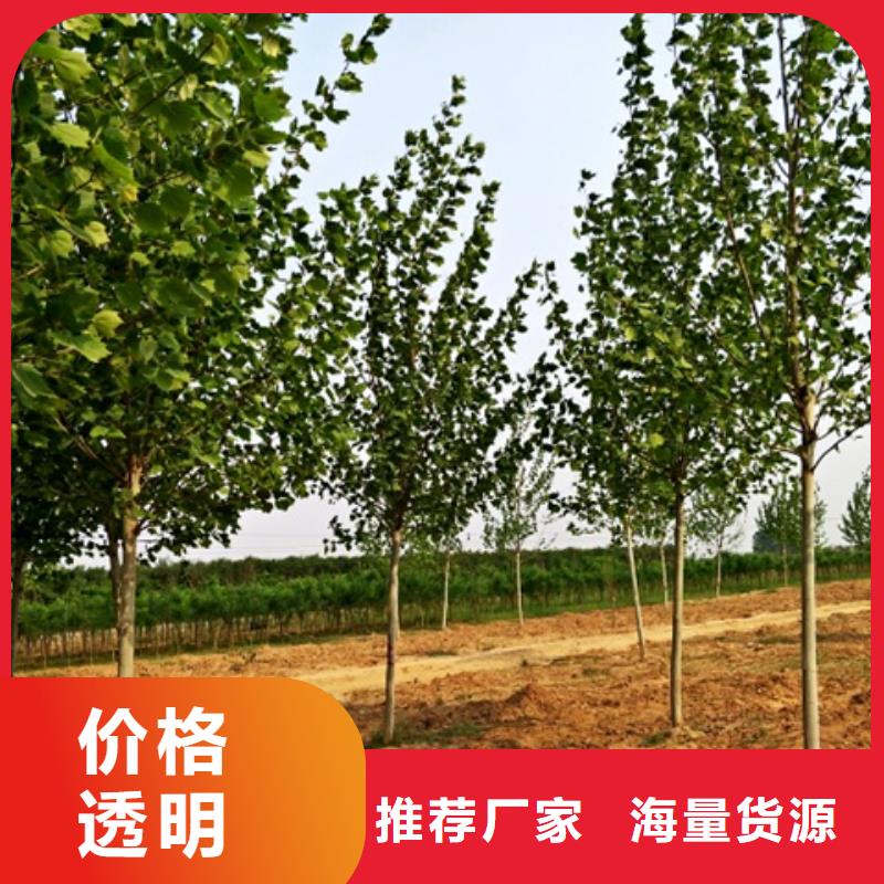 欢迎-法桐品质保证