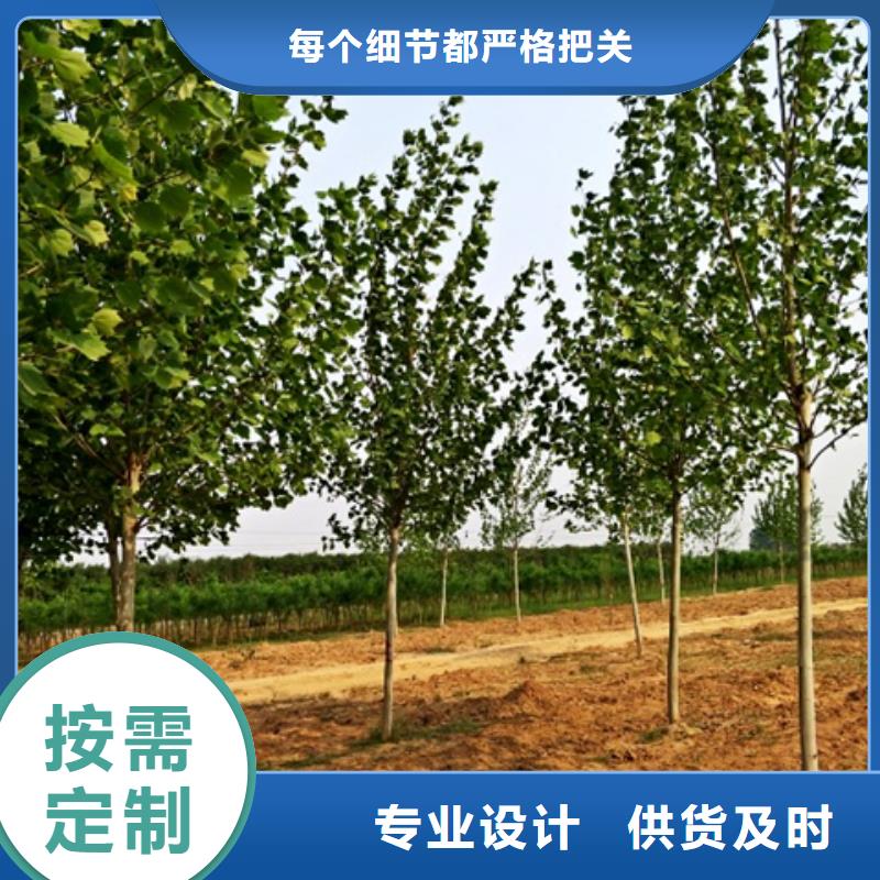 质量优的法桐实体厂家