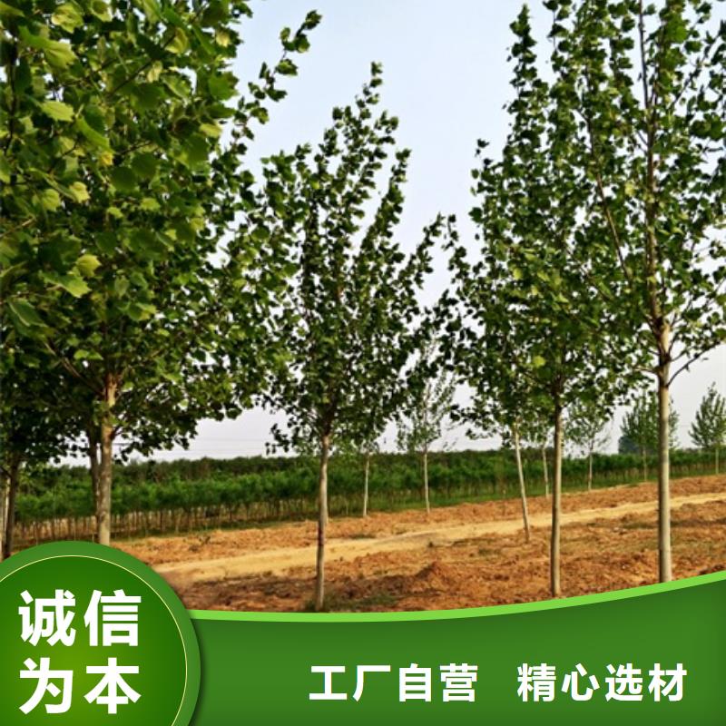 【图】法桐价格