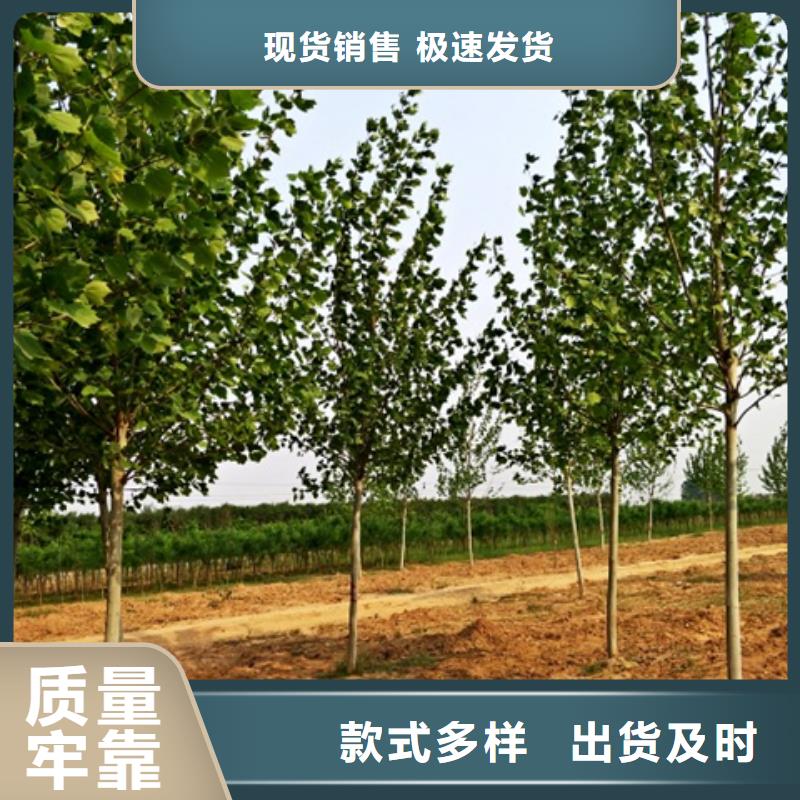 法桐一站式服务详细参数