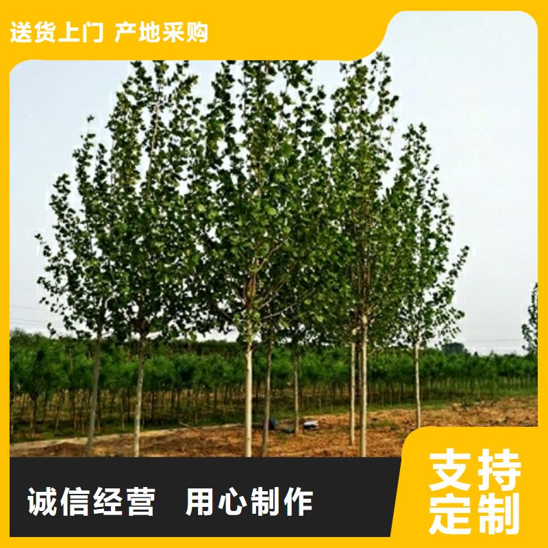 发货速度快的法桐生产厂家本地厂家值得信赖