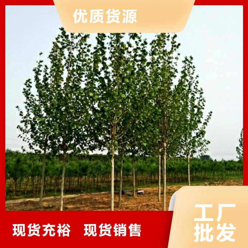 法桐厂家现货直销