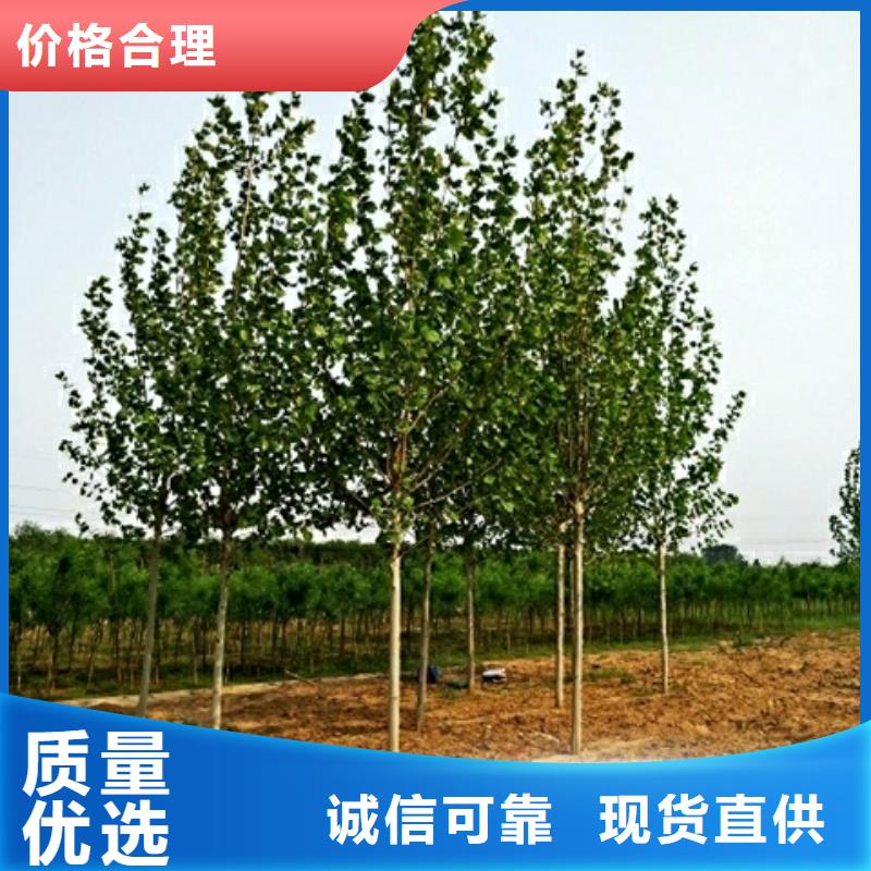 定制法桐厂家