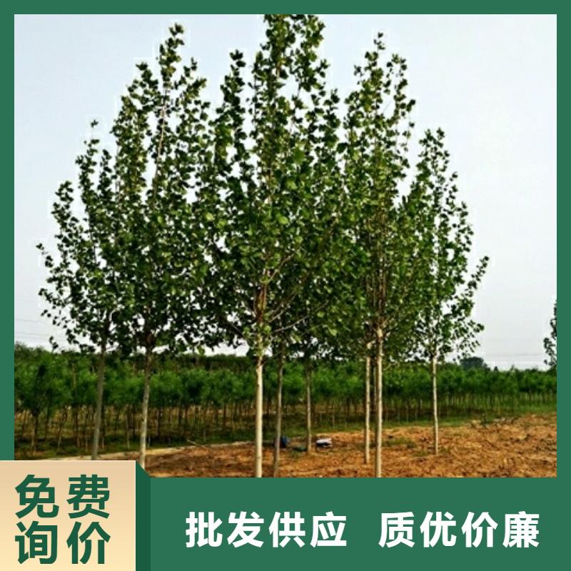 规格齐全的法桐生产厂家
