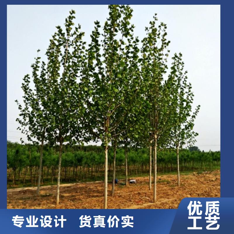 卖法桐的经销商本地品牌