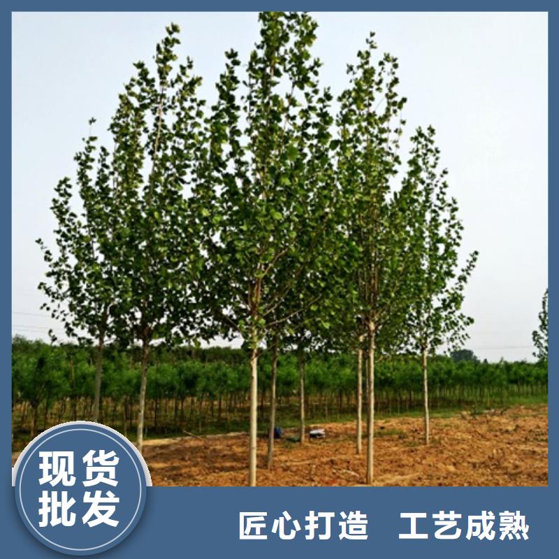 出货快的法桐厂家