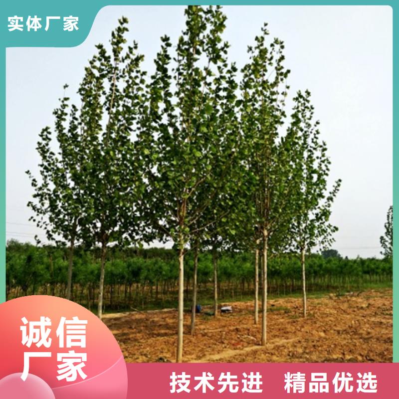 法桐-法桐服务优严选好货
