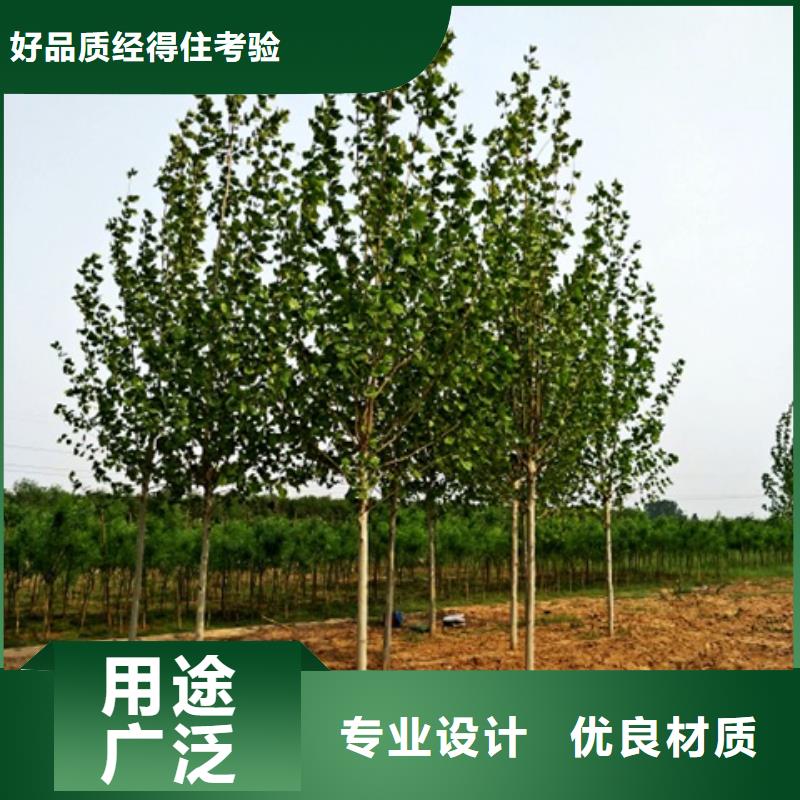 【图】法桐价格