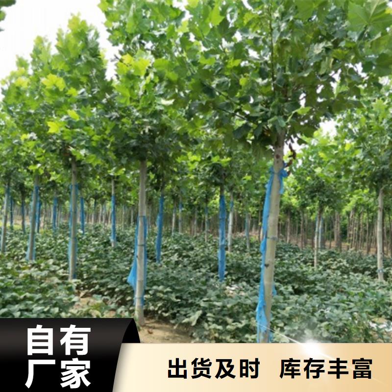 法桐、法桐厂家—薄利多销