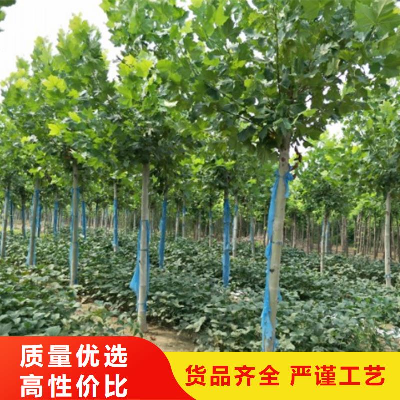 法桐大型生产基地质量上乘