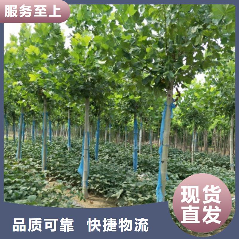 法桐现货质量好同城品牌