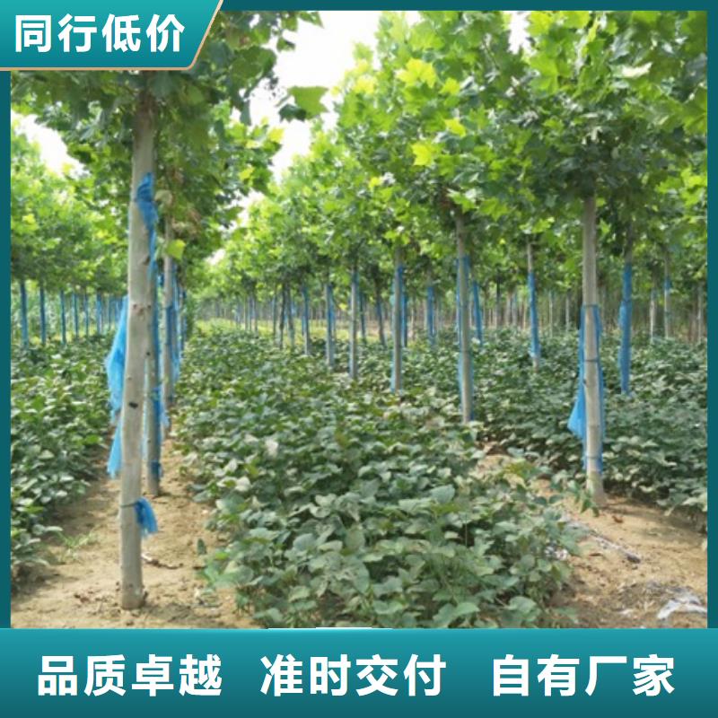 质量可靠的法桐厂商